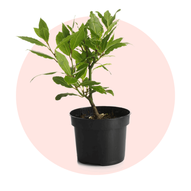Adopt a Laurel Plant - EcoArtSystem
